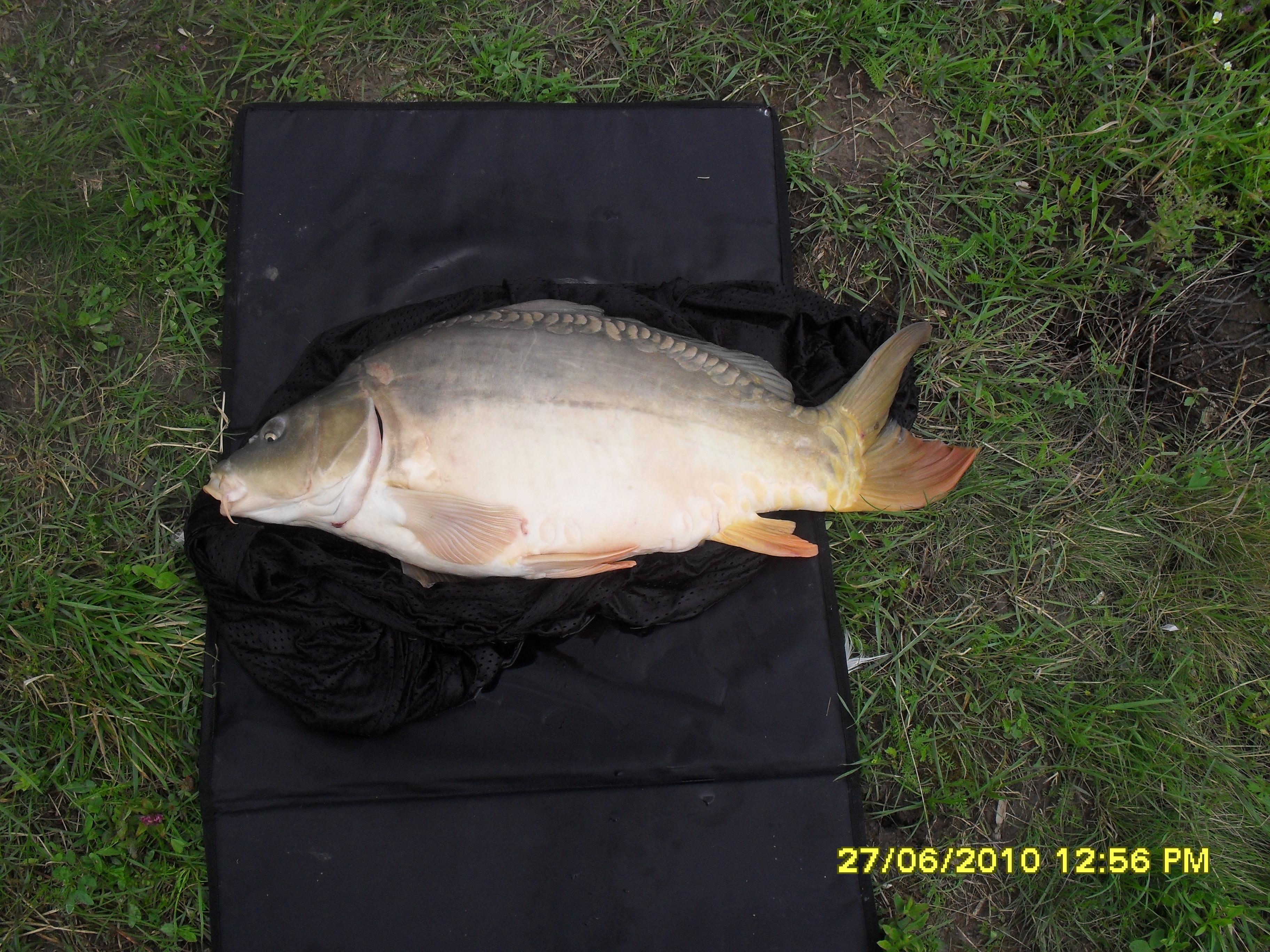 Sustra - SDC11024.JPG